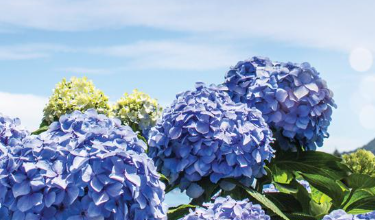 화담숲 수국축제 기본정보와 예약 2 화담숲