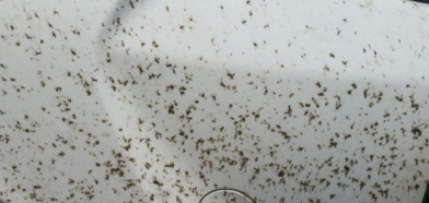 자동차 날파리 시체 제거, 추천 클리너 2 자동차 날파리